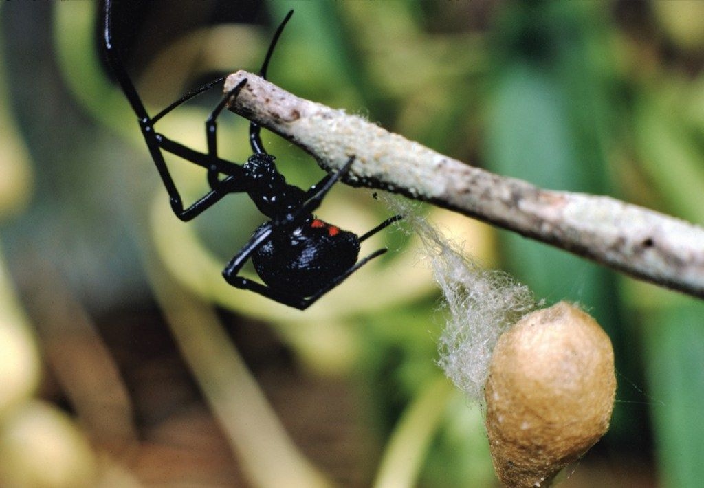 दक्षिणी काले विधवा मकड़ी अमेरिका में खतरनाक कीड़े