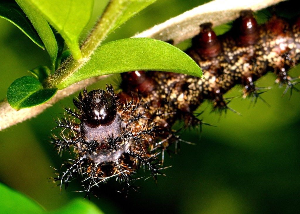 buck moth gosenica nevarne hrošče v Ameriki