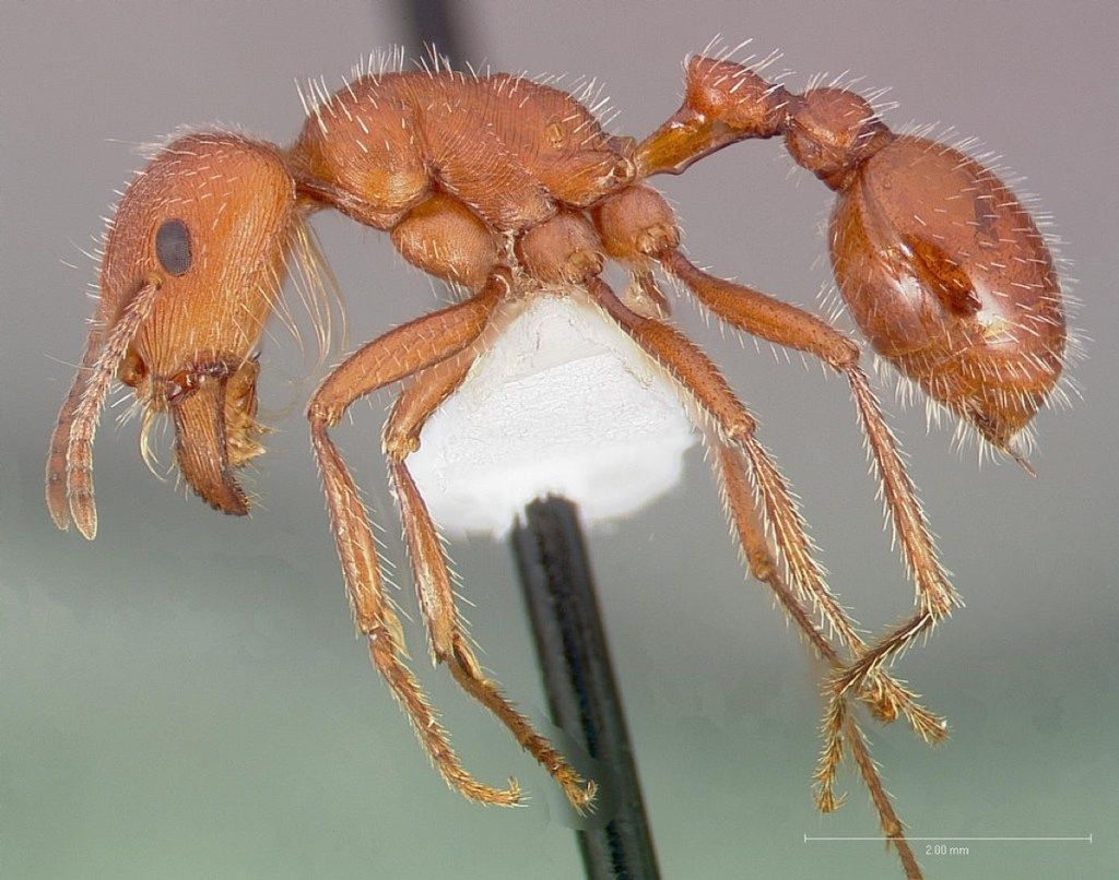 maricopa حشرات النمل الحاصدة خطيرة في أمريكا