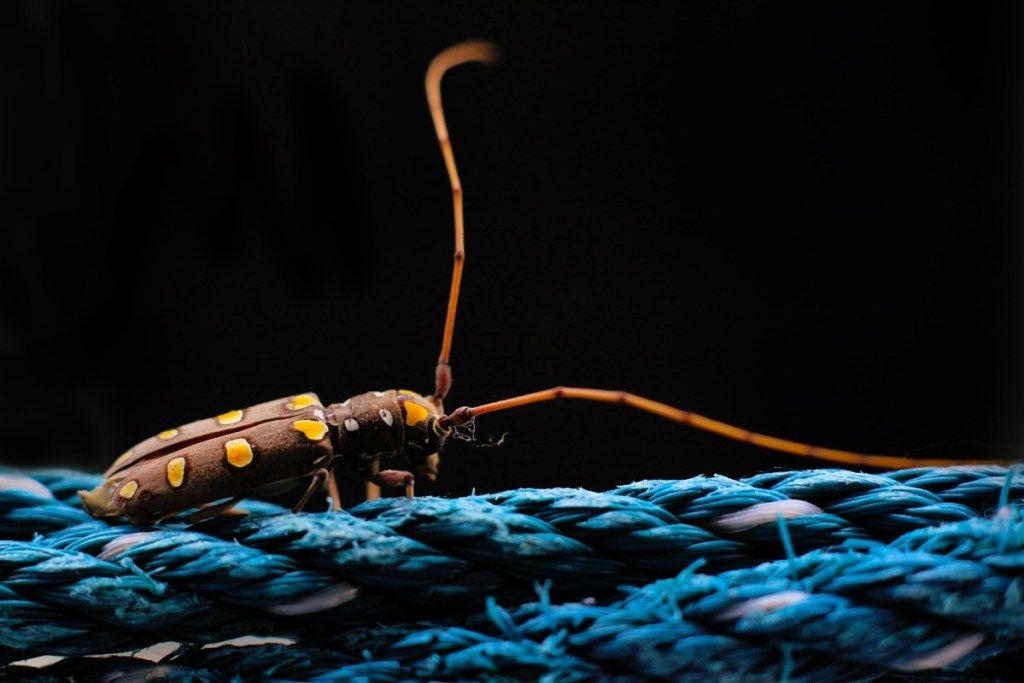 अमेरिका में साइट्रस लंबे सींग वाले भृंग खतरनाक कीड़े
