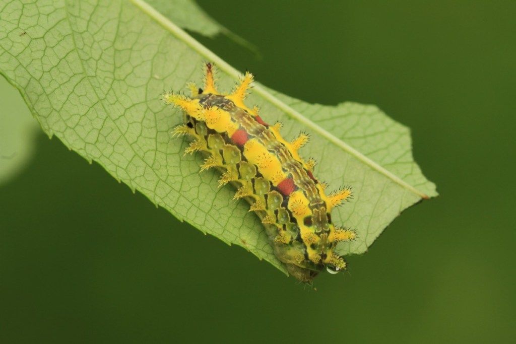 امریکہ میں spiny oak-slug کیٹرپلر خطرناک کیڑے