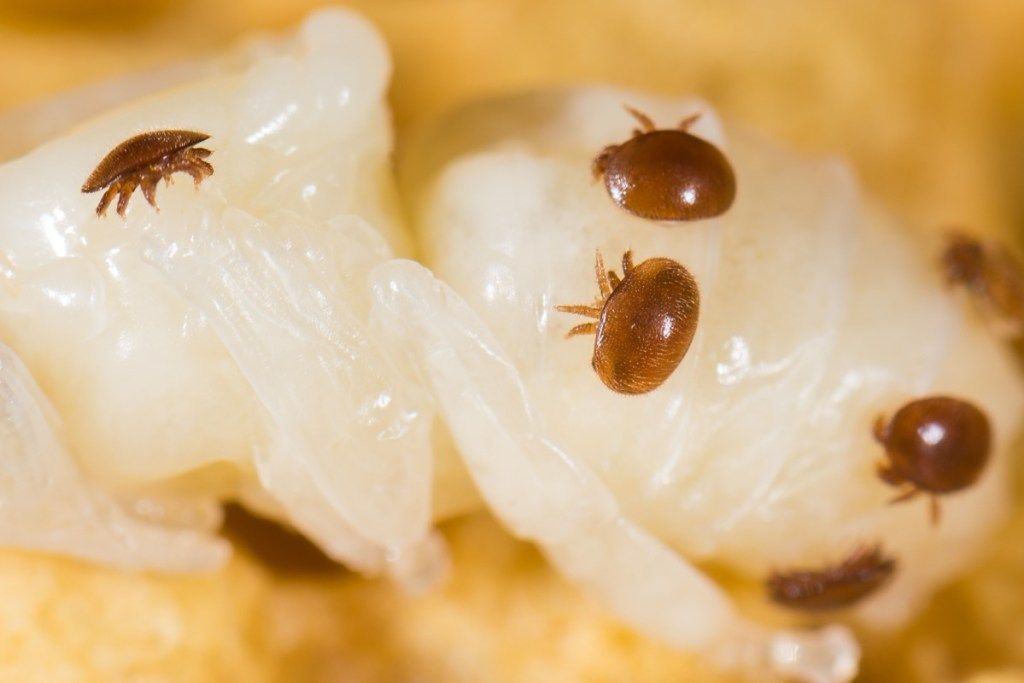 varroa ไรแมลงที่เป็นอันตรายในอเมริกา