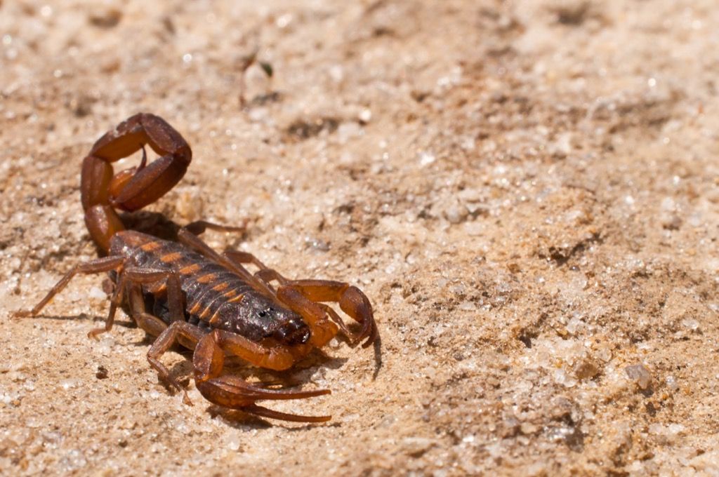 Skorpions