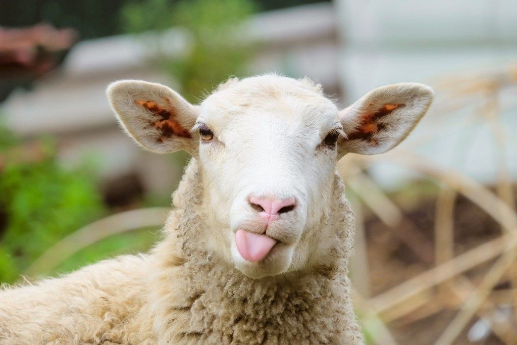 овца с высунутым языком, способы чувствовать себя потрясающе