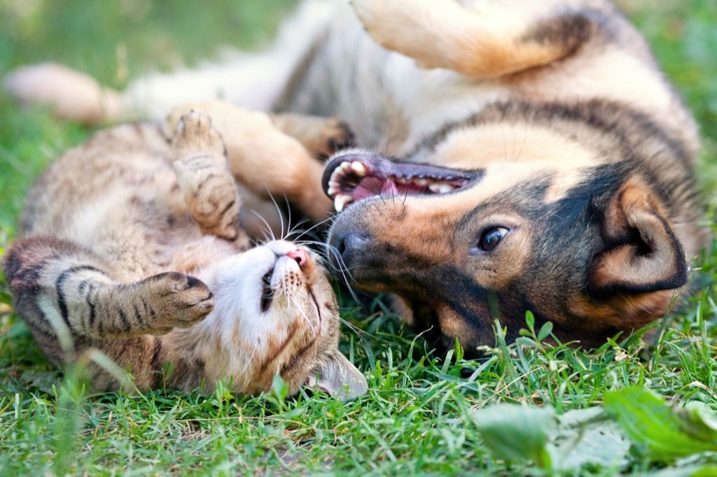 15 fantastiske fordeler med å adoptere et kjæledyr