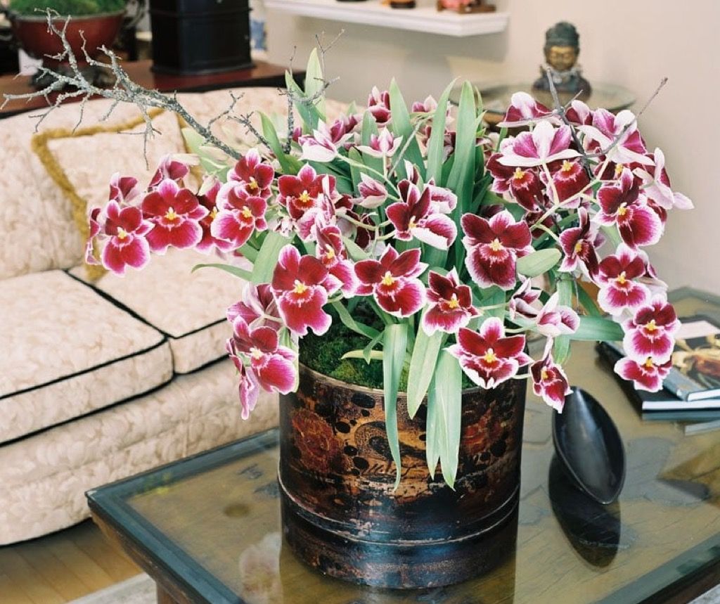 orchidėjų žiedai vazoje