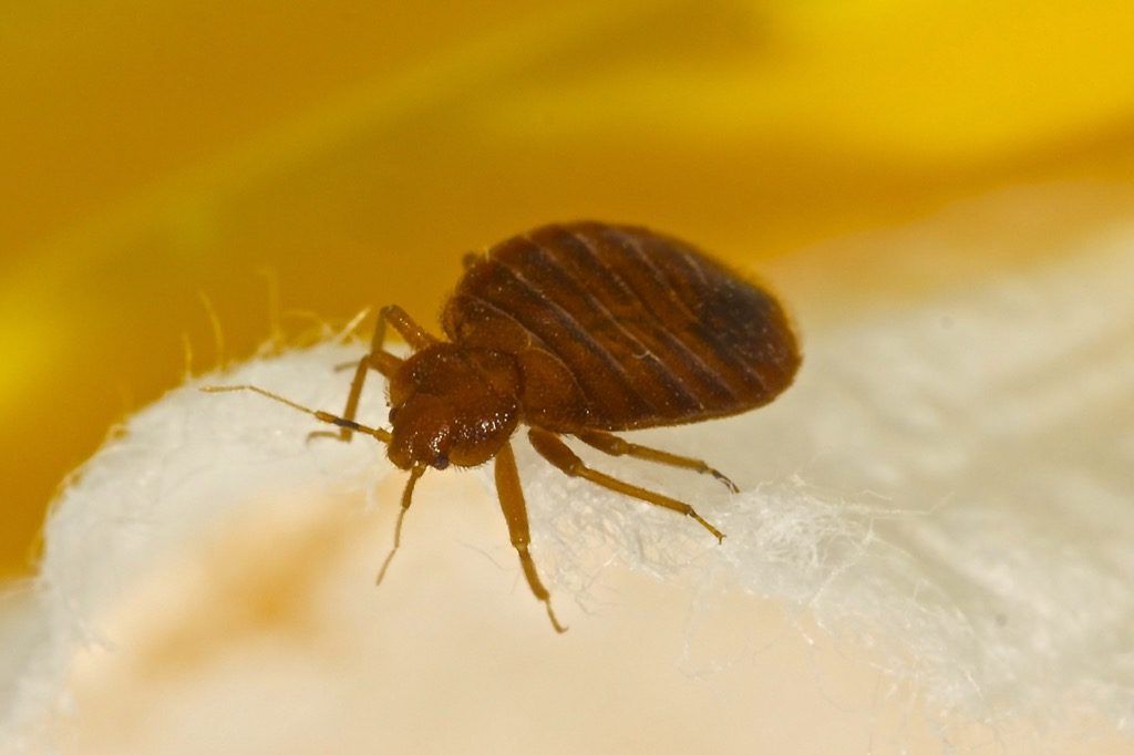Bedbug lähikuva miten päästä eroon sängyn vikoja