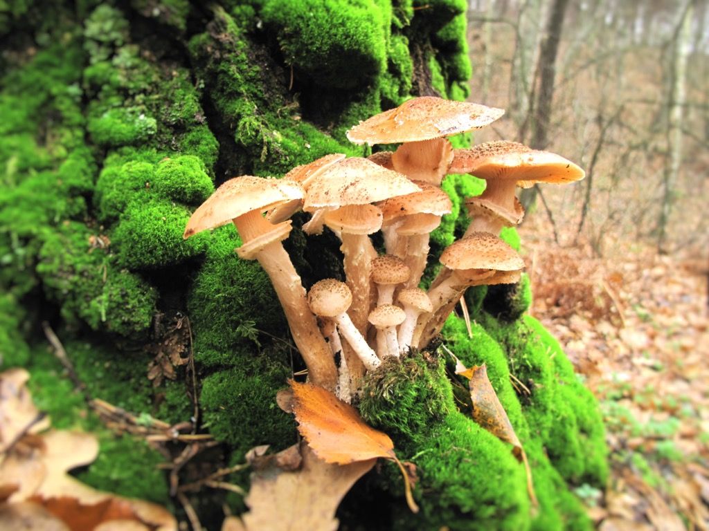 sienet, näyttävät nuoremmilta