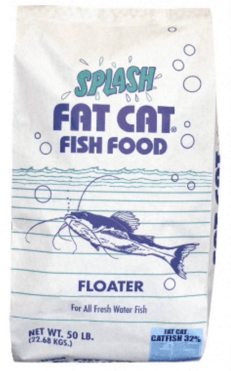 Splash gros chat