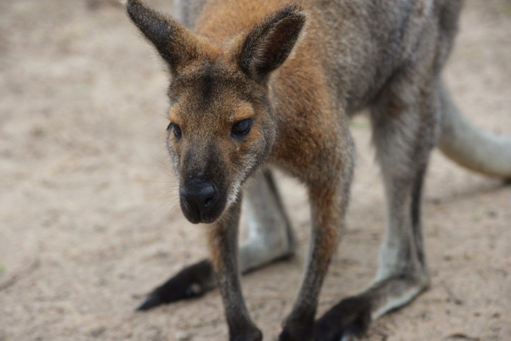 süßes Känguru, das Australien hüpft