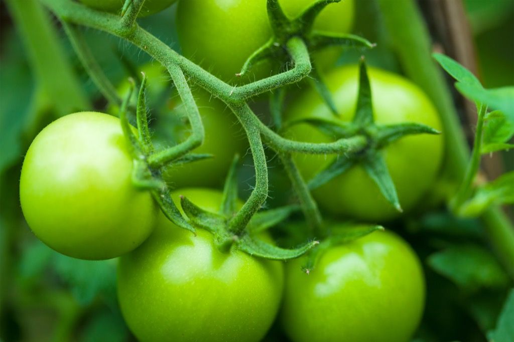 zeleni paradižnikov prehrambeni sleng