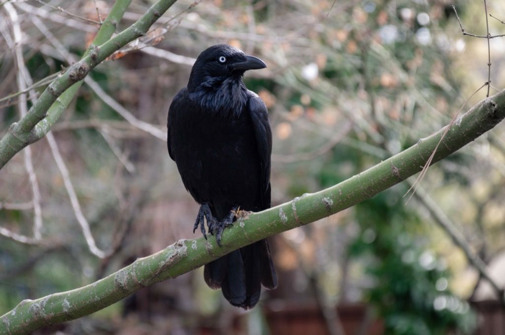 „Raven Amazing Facts“ sapnų aiškinimas