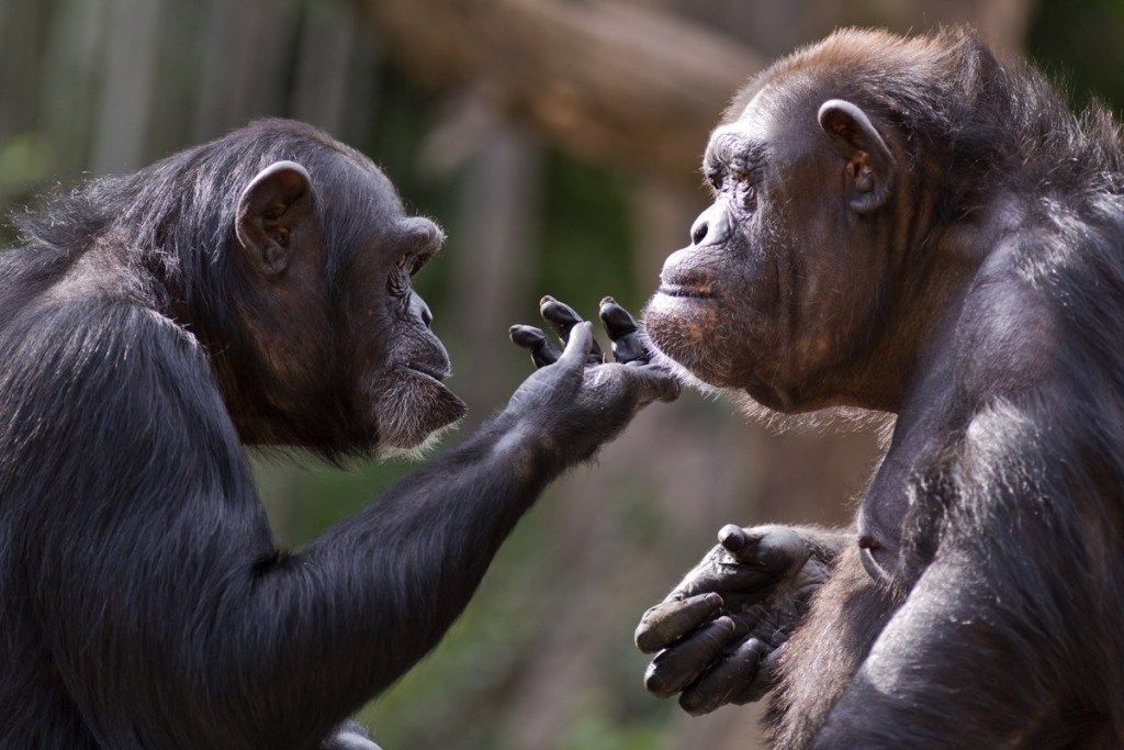 šimpanzes asprātīgi skatās viens uz otru