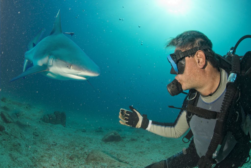 विशेषज्ञों का कहना है कि अगर आपको शार्क द्वारा हमला किया जाता है तो यह क्या करना है