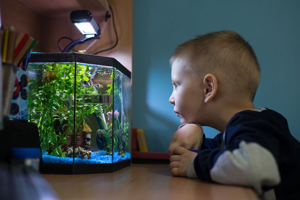 đứa trẻ nhìn vào bể cá của mình