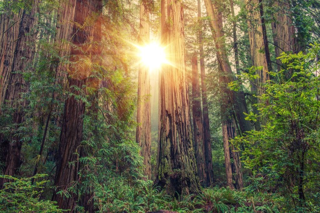 Redwoodi rahvuspargi madalam vererõhk