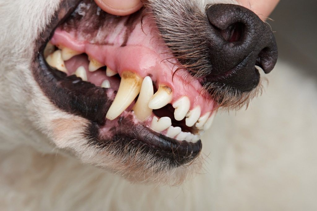 15 نشانیاں جو آپ کا کتا افسردہ ہیں
