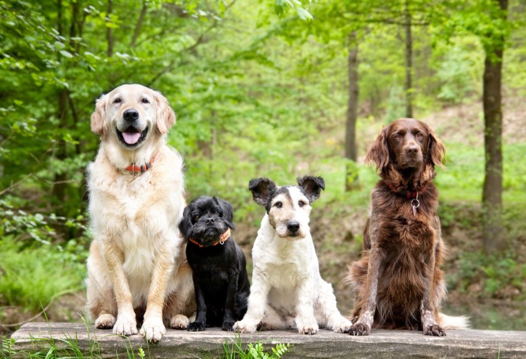 100歳まで生きる犬のグループ