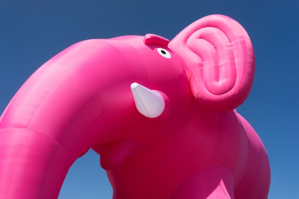 gajah merah muda