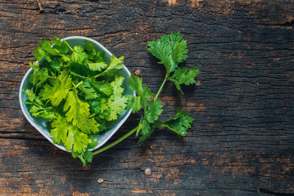 Alimentos antienvejecimiento con cilantro