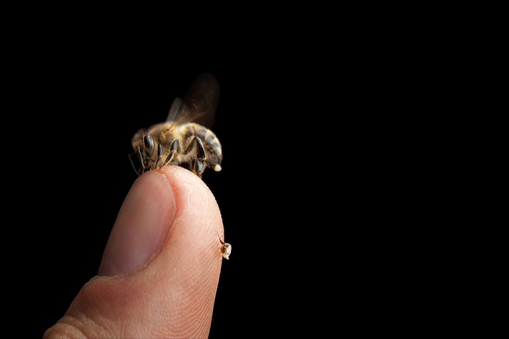 Dette er hva som skjer med kroppen din når du blir stukket av en bi