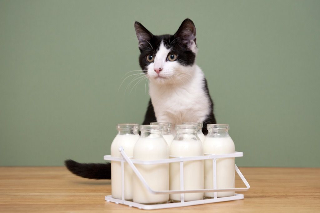 kaķiem patīk piens, bet tie bieži nepanes laktozi