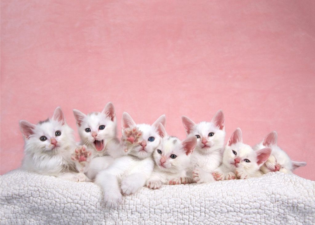 gatos gatinhos brancos