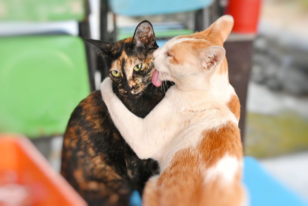 Mačky sa navzájom upravujú