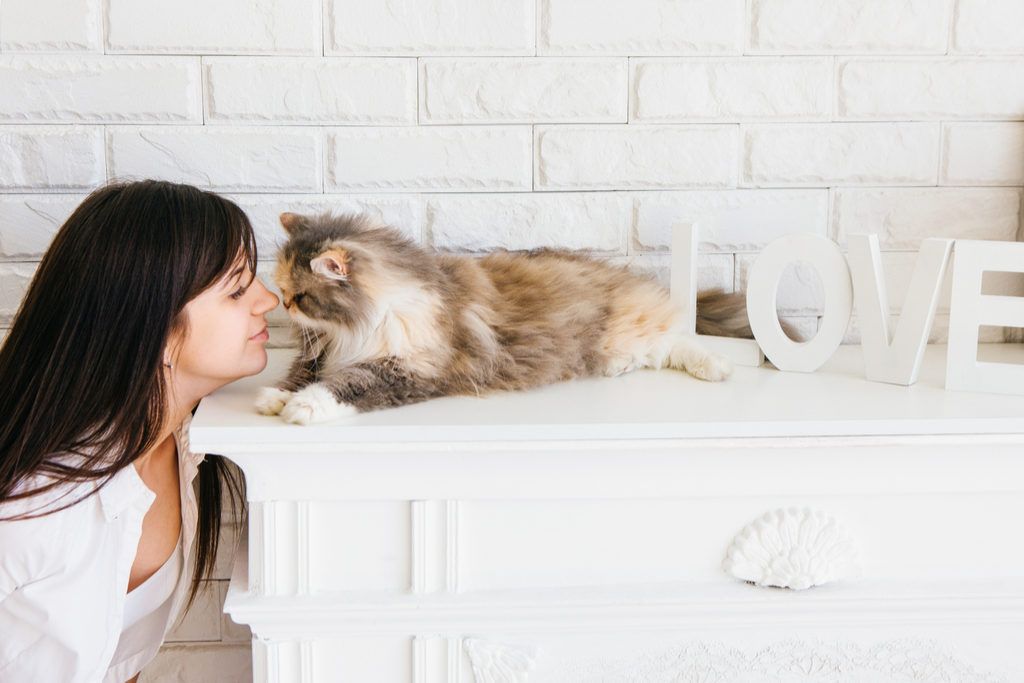 Котка и собственик Докосване на носове