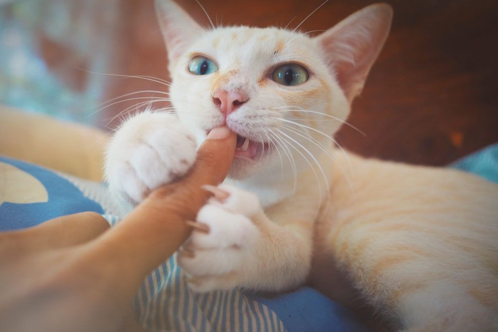 Cat Biting Besitzer
