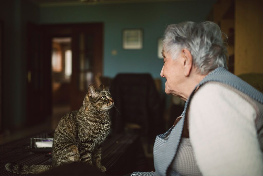 Contact vizual cu pisica și proprietarul
