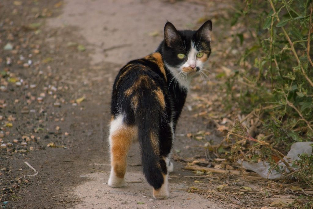 Котка с ниско потрепваща опашка