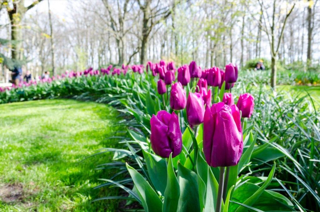 Flores de tulipán, ideas para la primera cita