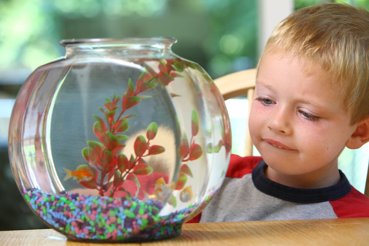 Jeune garçon blond regardant un aquarium sur la table