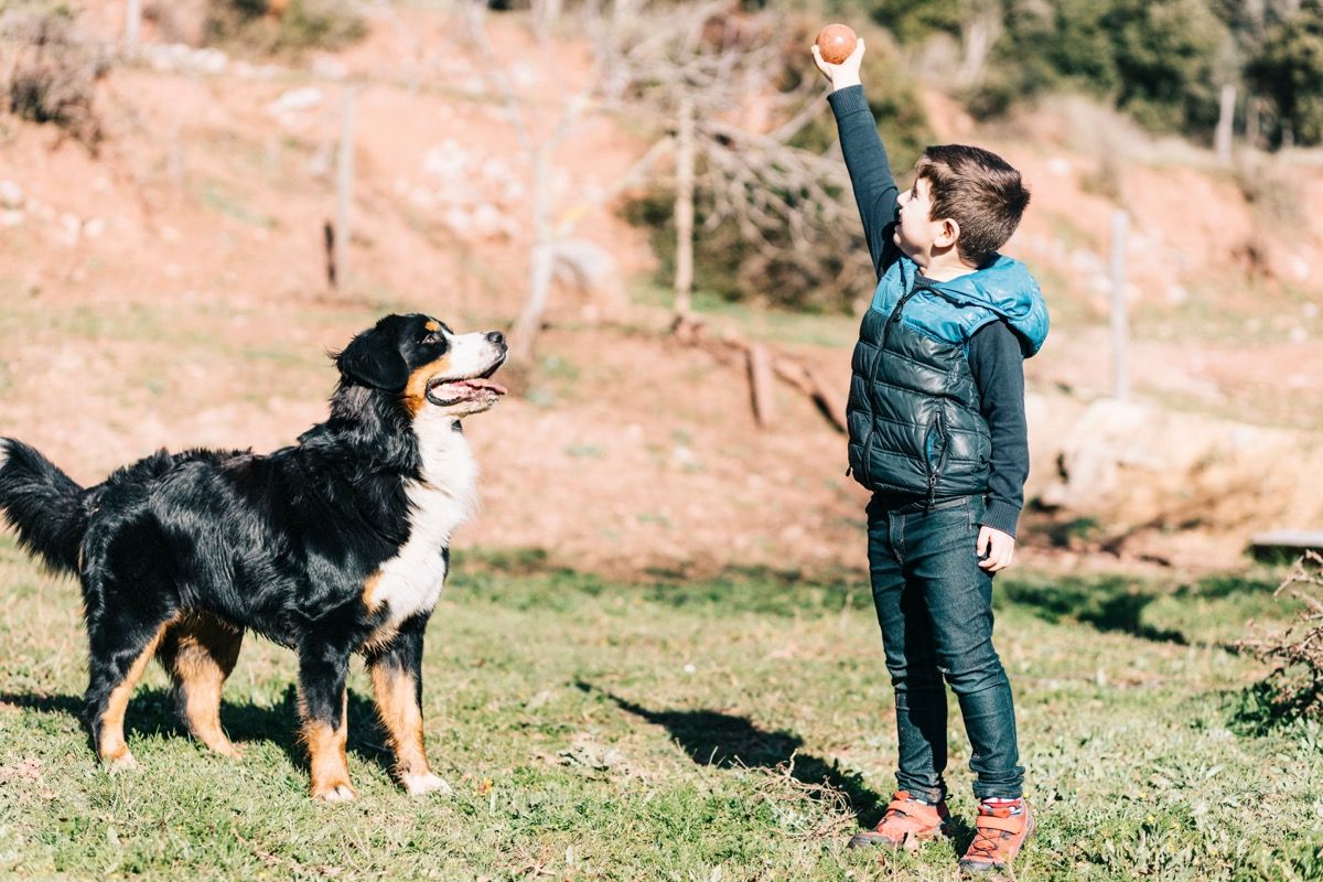 สุนัขภูเขา Bernese เล่นกับเด็ก