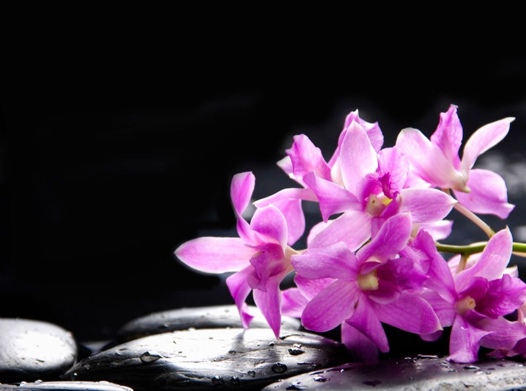 Orhidejas romantiski ziedi