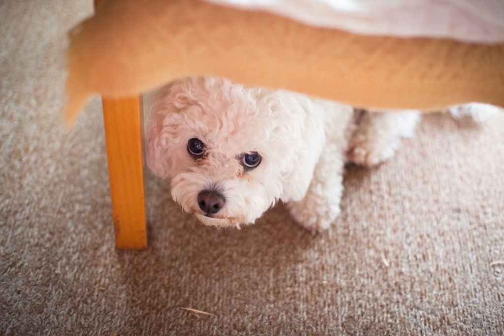 कुत्ता अपने मालिक से एक कुर्सी के नीचे छिपा है