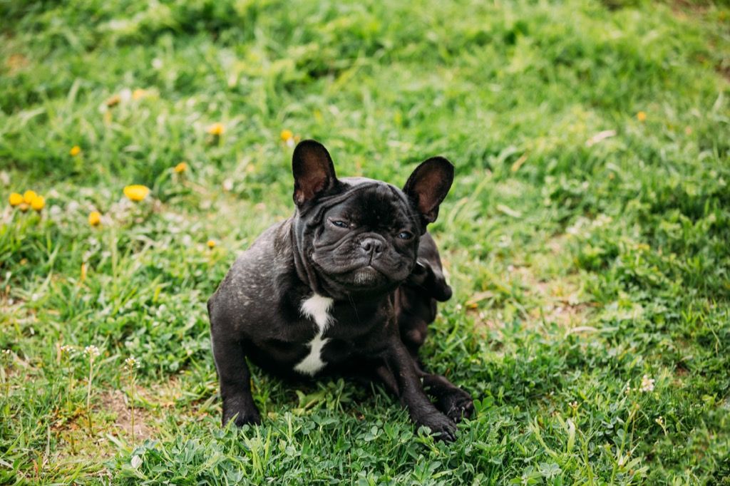 Fransk bulldog som klør seg i ørene