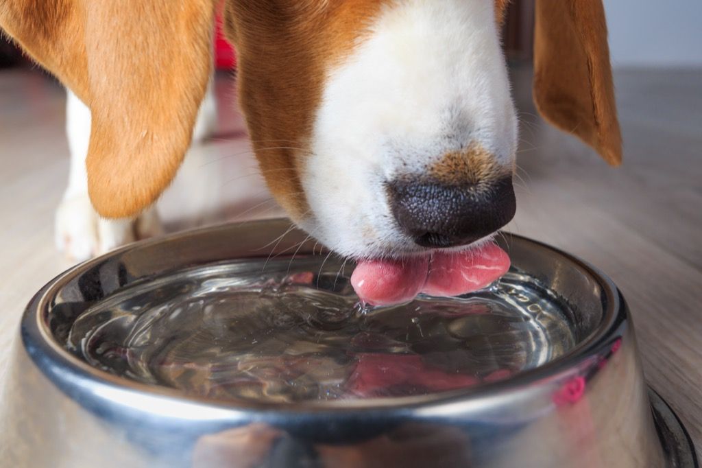 Beagle cún cưng uống nước