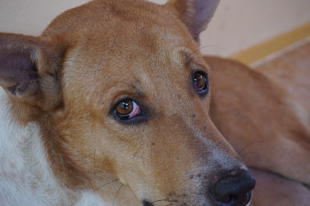 Conjuntivite infectada com olhos vermelhos de cachorro