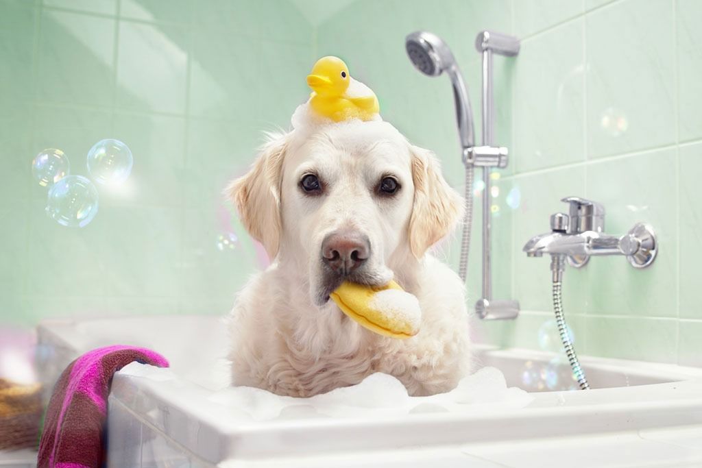 куче във ваната
