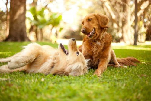   Två hundar som leker på gräset i en hundpark