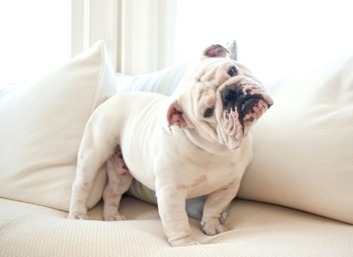   Portret van Engelse Bulldog op witte bank die vragend in de camera kijkt.