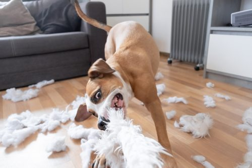   Staffordshire terrier destrozando una almohada esponjosa en la sala de estar.