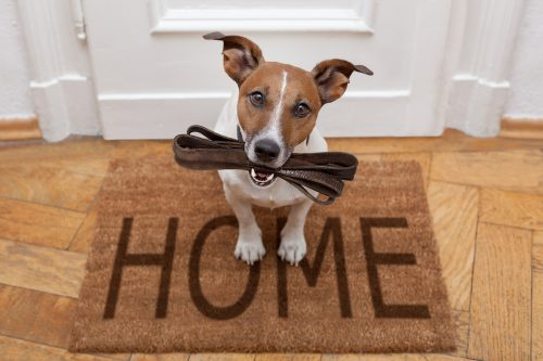   En jack Russell-hund väntar på sitt hem's welcome mat with his leash in his mouth.
