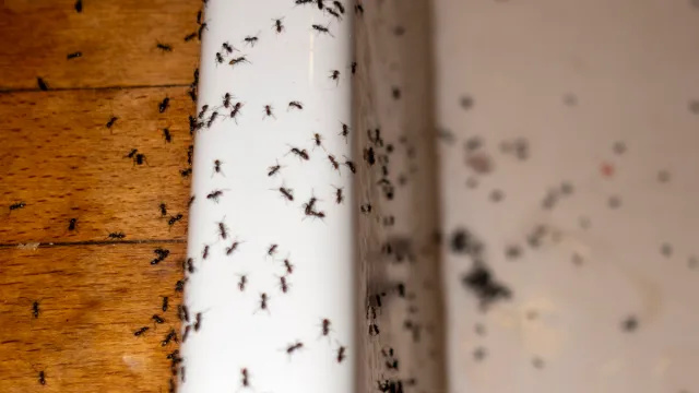 Hur man blir av med myror i köket