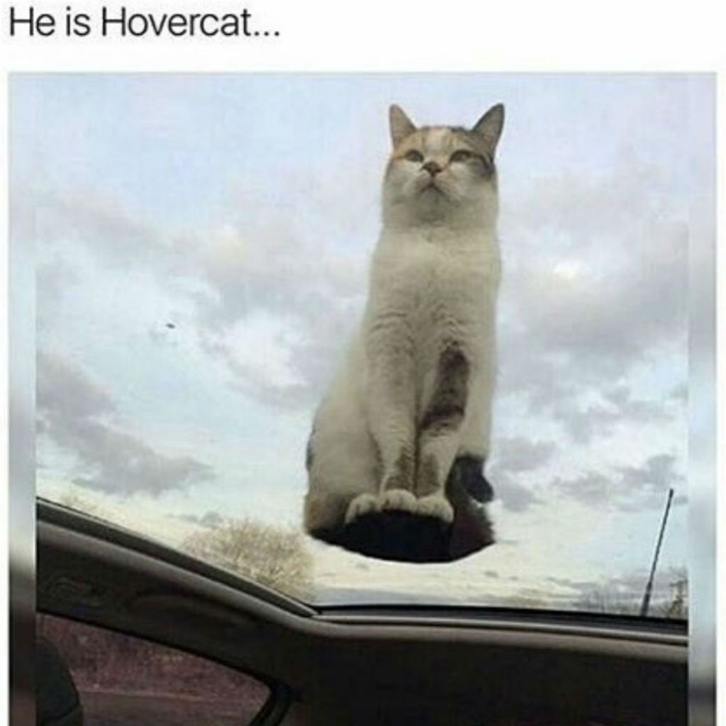 มีมส์แมว Hovercat