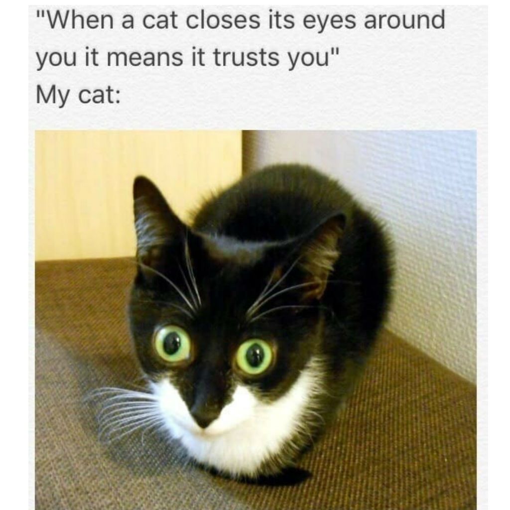 Доверчиви котешки меми
