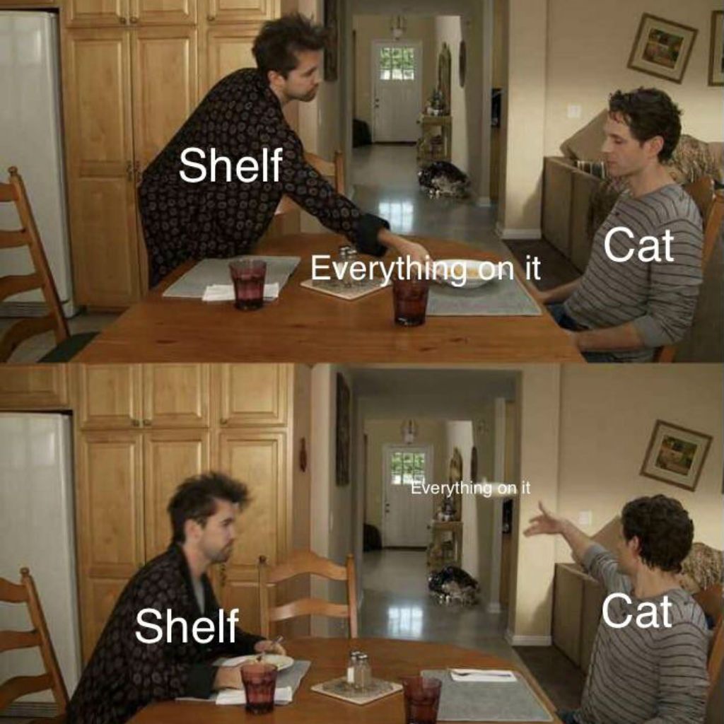 Plauktu kaķu memes