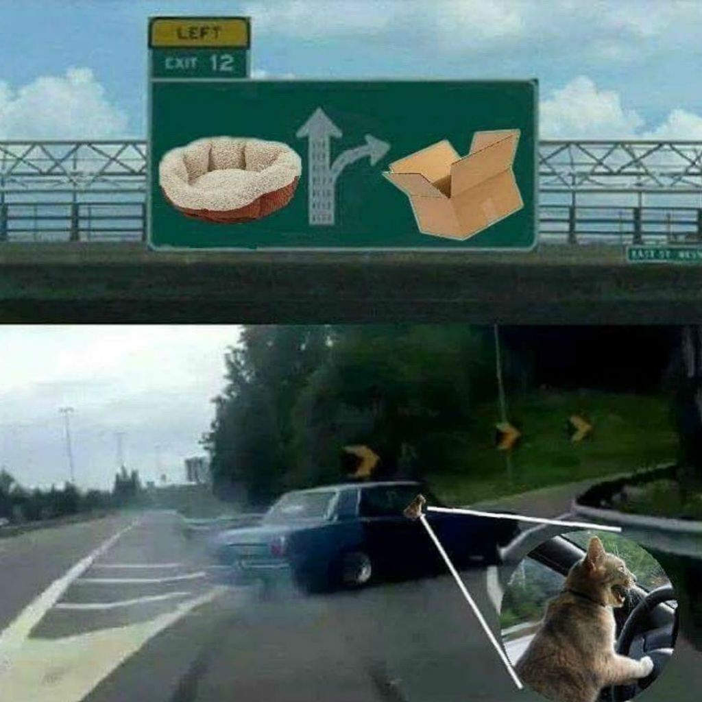 Conducir gato memes